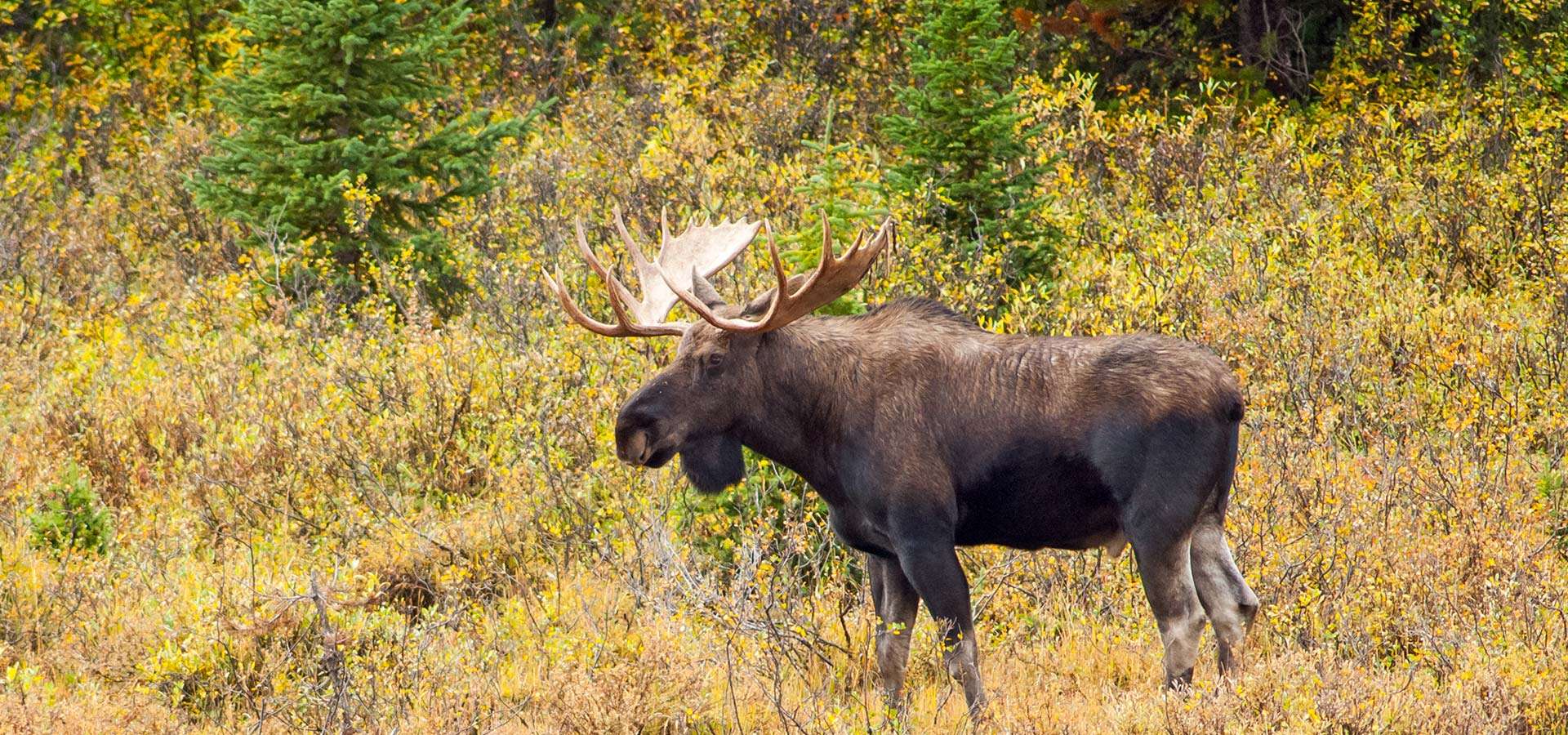 Moose Hunting