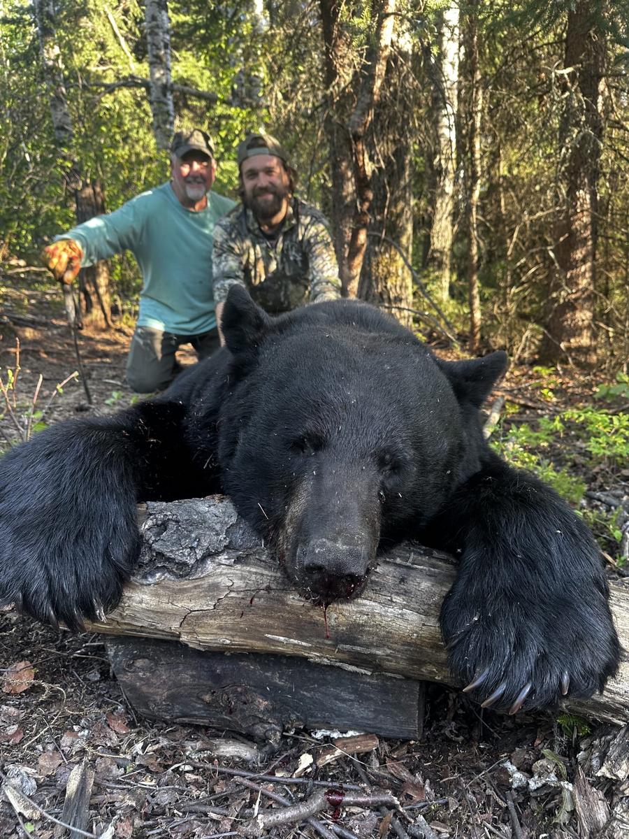 Black Bear Hunting Rates